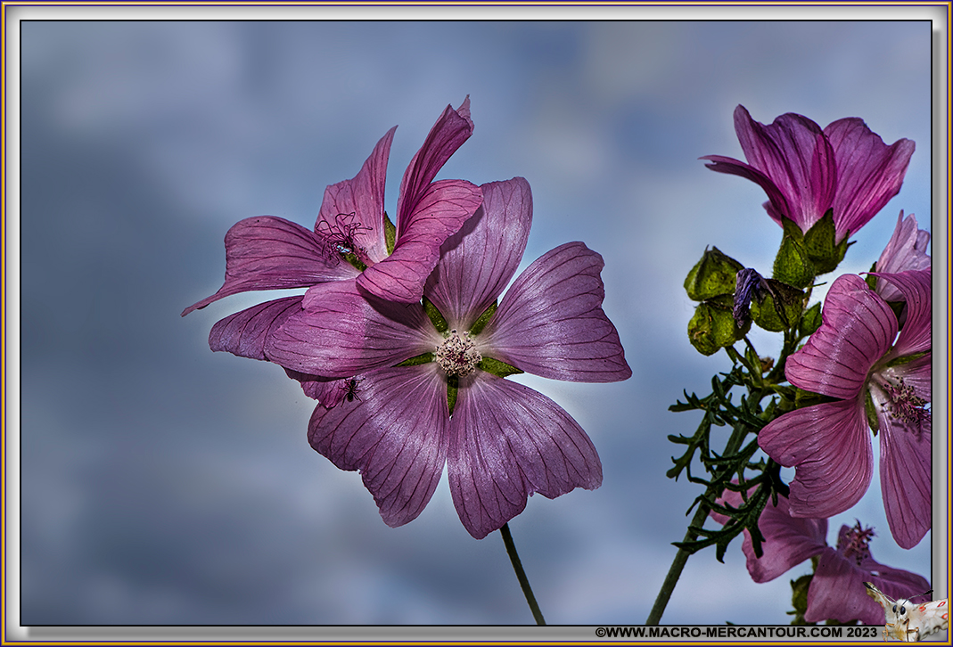 Mauve alcée
